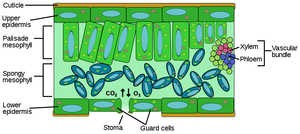 IB生物chapter 9知识复习｜植物怎么喝水？