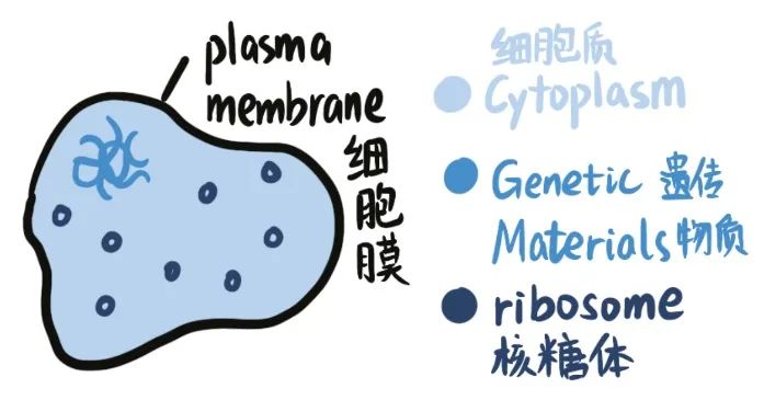 AP生物难拿5分？别怕，考前冲刺指南来了！