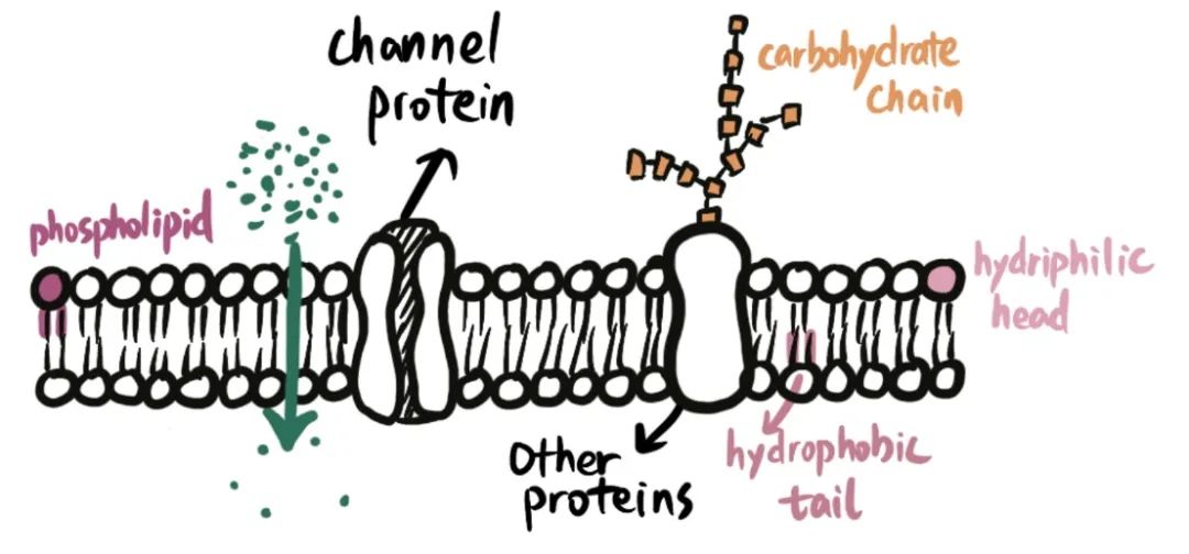 AP生物难拿5分？别怕，考前冲刺指南来了！