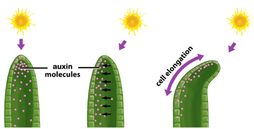 【IB生物】关于植物生长的那些事