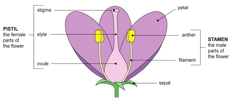 【IB生物】关于植物生长的那些事