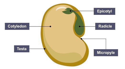 【IB生物】关于植物生长的那些事