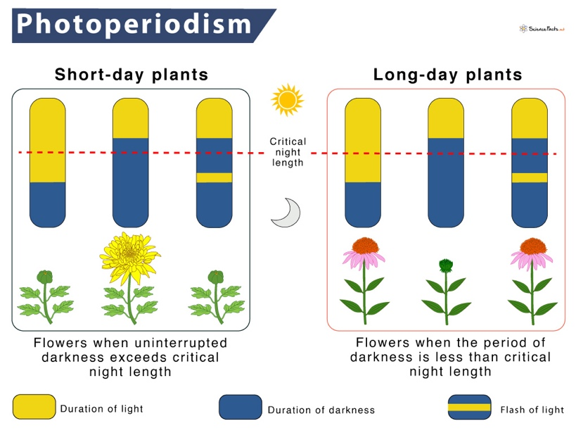 【IB生物】关于植物生长的那些事