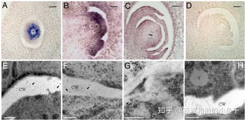 科研项目学员笔记分享：水稻籼稻知识点