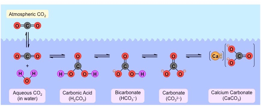 【IB生物】生态学到底要学什么？（下）