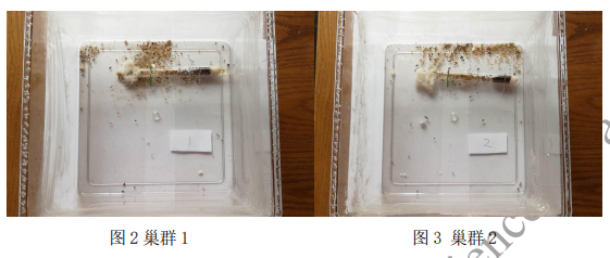 打破传统观念桎梏！从小蚂蚁看大创新，他是如何用惊人的洞察力斩获丘奖生物金奖？