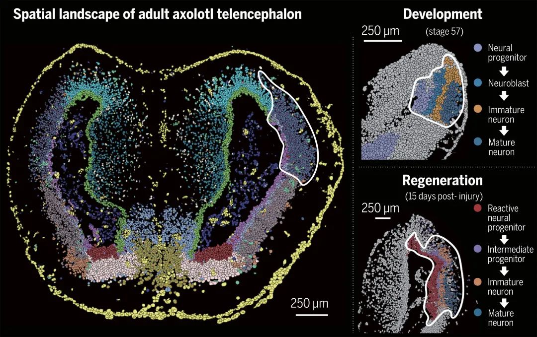 全球首个脑再生时空图谱研究成果登上《科学》封面：脑再生或成为现实！