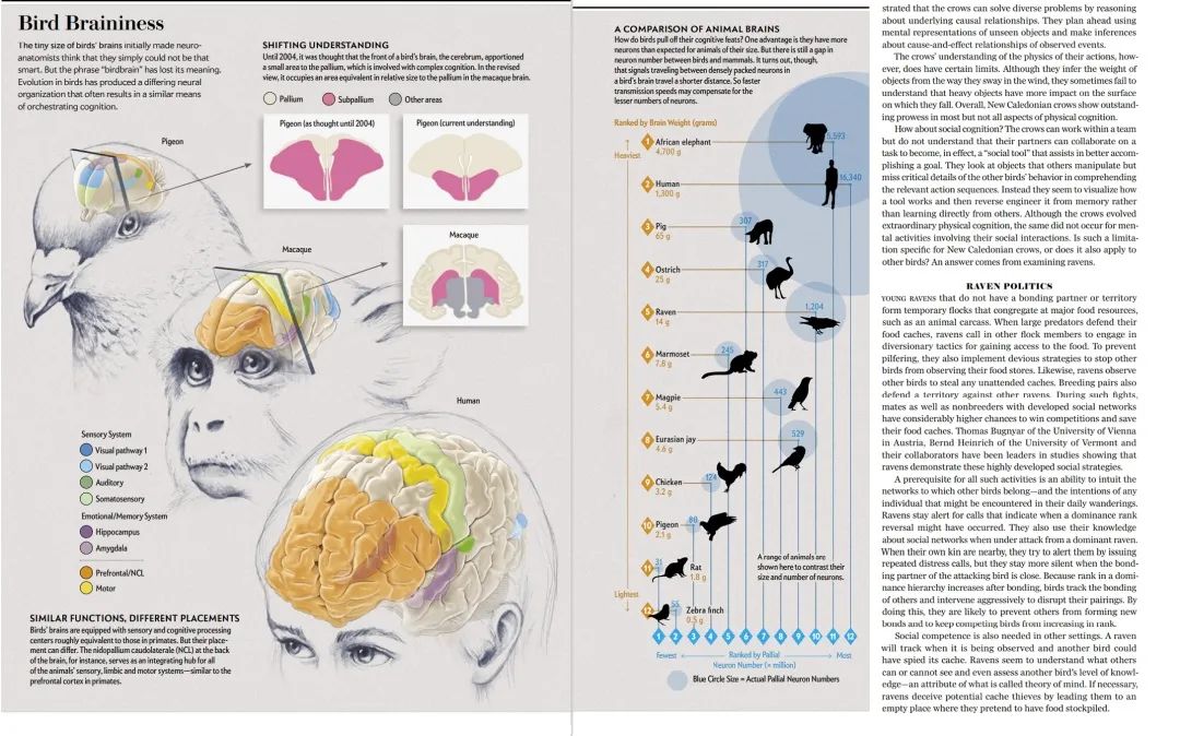 【订阅通知】—— 详解Scientific American