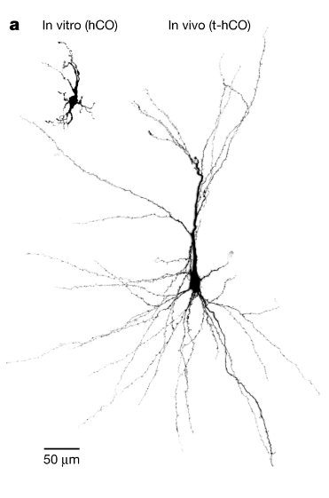 斯坦福大学7年研究登Nature：人鼠混合大脑成为现实！