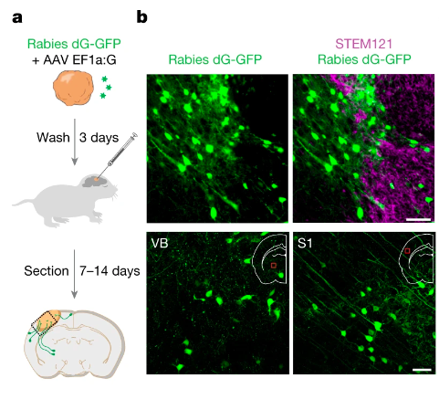 斯坦福大学7年研究登Nature：人鼠混合大脑成为现实！