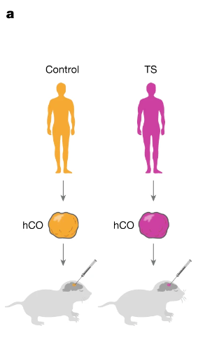 斯坦福大学7年研究登Nature：人鼠混合大脑成为现实！