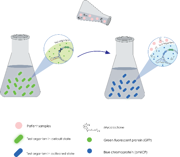 课题 | Mycolactone Diagnostics-维也纳农业大学2019年iGEM项目简介