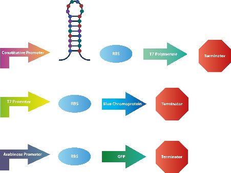 课题 | Mycolactone Diagnostics-维也纳农业大学2019年iGEM项目简介