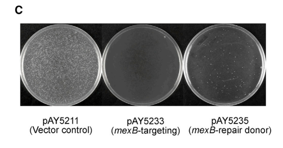 文献分享 | Cell Reports: 一种适用于环境分离的耐药性菌株的基因编辑技术