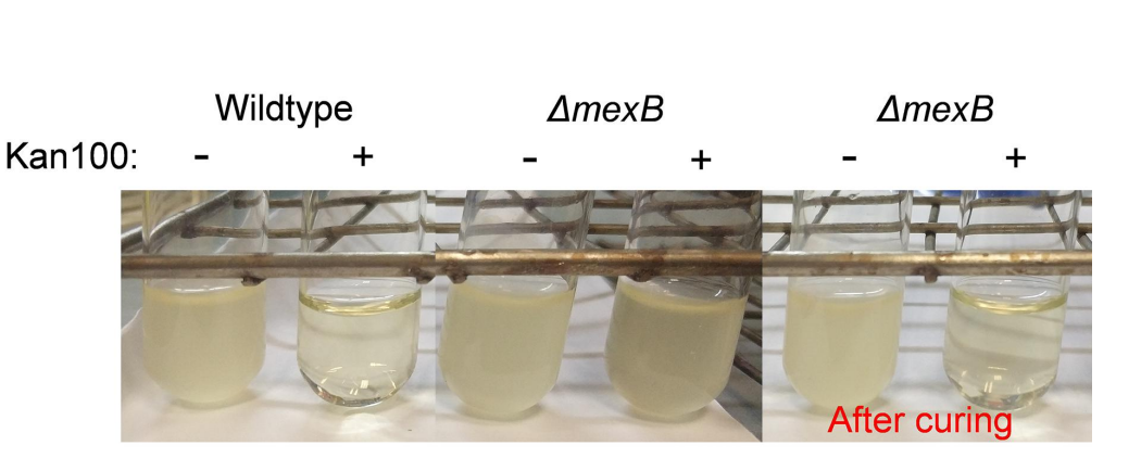 文献分享 | Cell Reports: 一种适用于环境分离的耐药性菌株的基因编辑技术