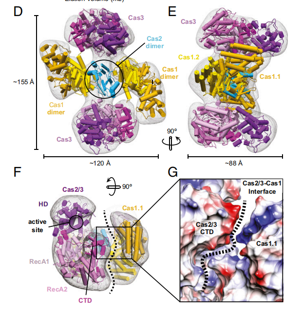 文献分享 | PNAS: Cas1–2/3复合物的结构及调节作用