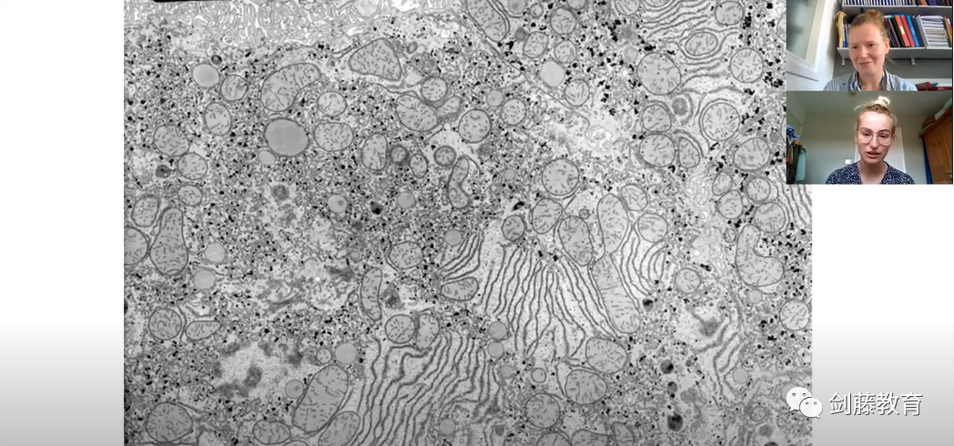 牛津剑桥生物与生化相关专业面试都在问什么？火速围观大学公布的面试案例及思路