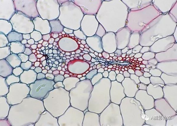 A考备战 | 生物Bio | 医学院学长的攻略