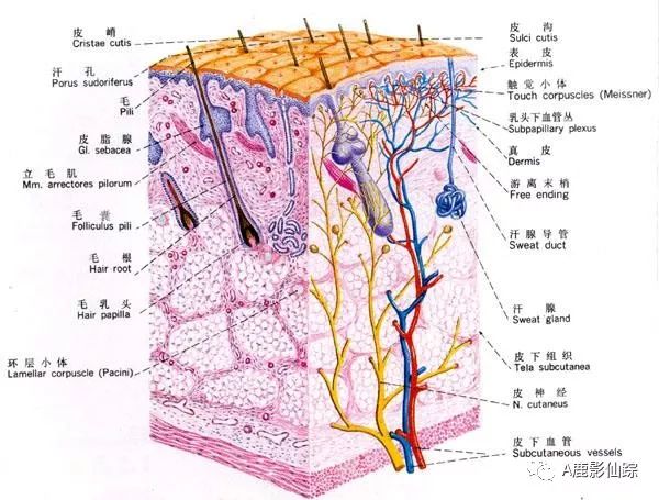 A考备战 | 生物Bio | 医学院学长的攻略