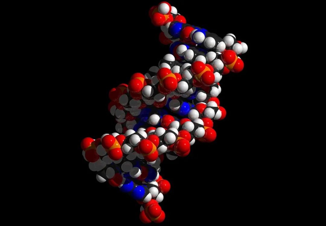 IB心理笔记｜ 生物分析（Biological approach）