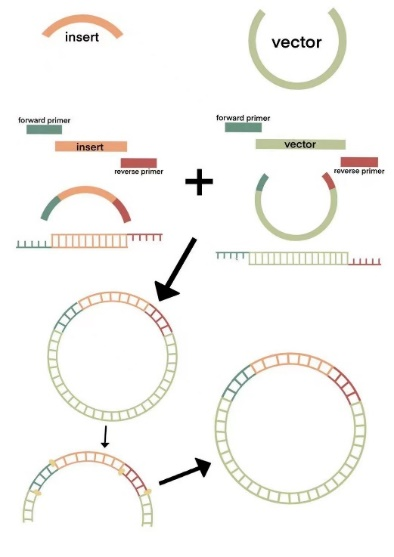 iGEM赛事回顾5 | Worldshaper-HZBIOX 队通过研究精氨酸益生菌，助力结肠癌的免疫治疗