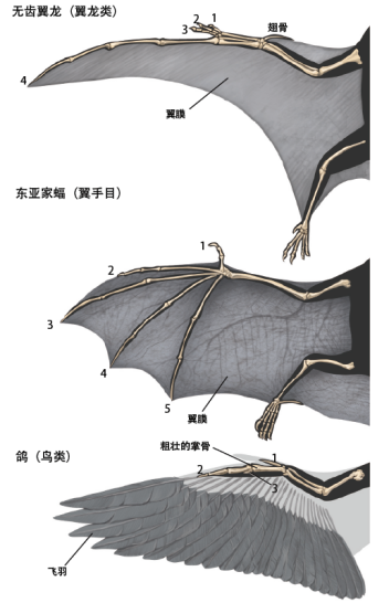 2022小美赛A题翼龙飞行的研究，对人类社会的贡献意义