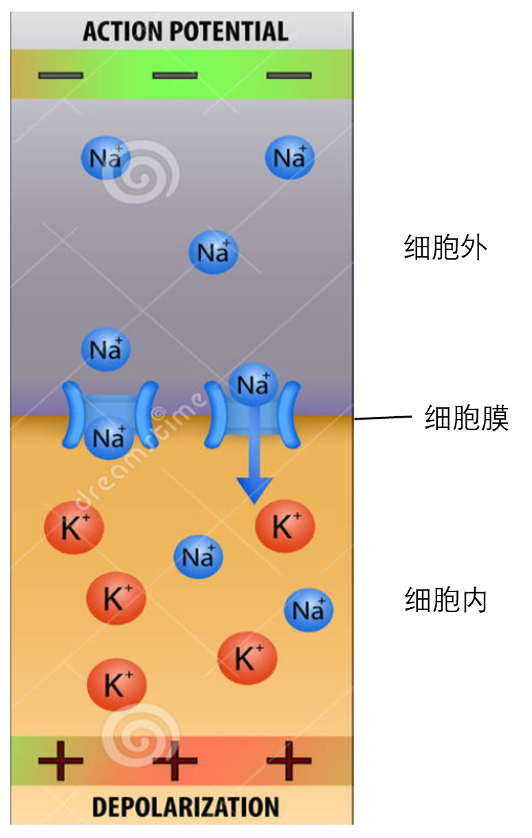 【AP心理干货】什么！学心理还要学生物？（上）