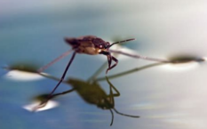 开学第一课，爱德思生物学什么