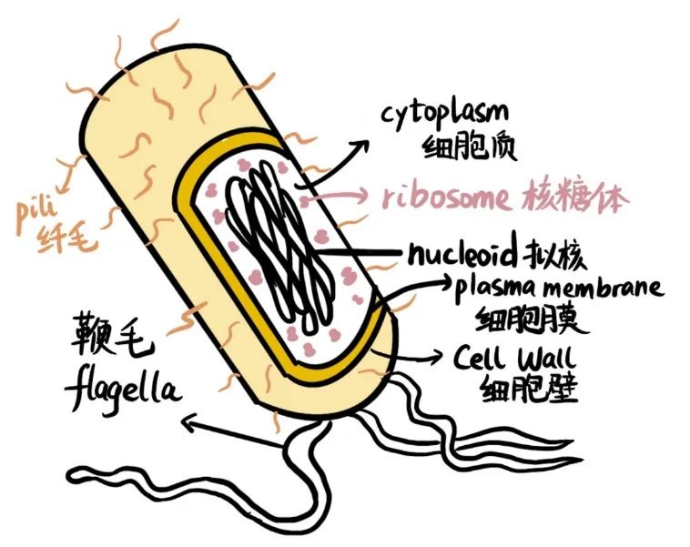 AP生物难拿5分？别怕，考前冲刺指南来了！