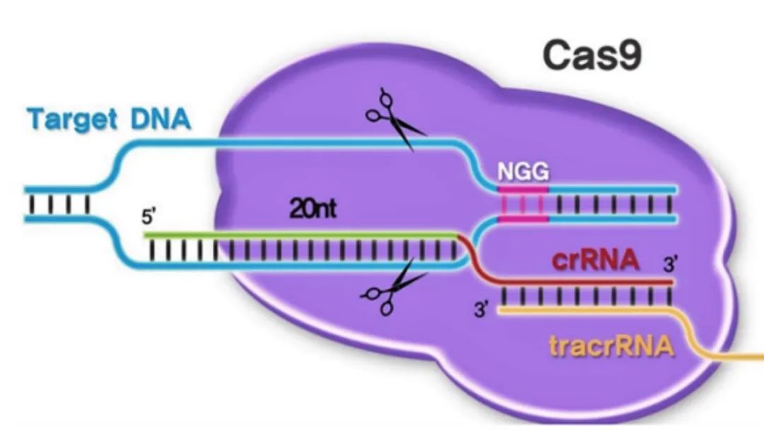 iGEM宇宙营课题分享之诺奖技术CRISPR