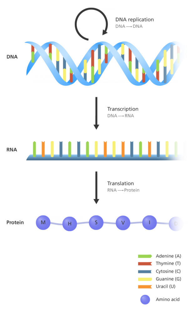 专业解读｜生物科学类包含哪些分支？职业方向有哪些？