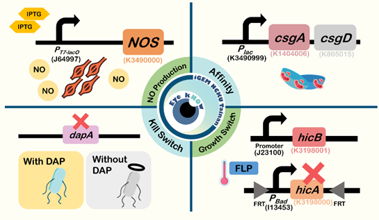 课题 | Eye kNOw-國立成功大學2020年iGEM项目简介