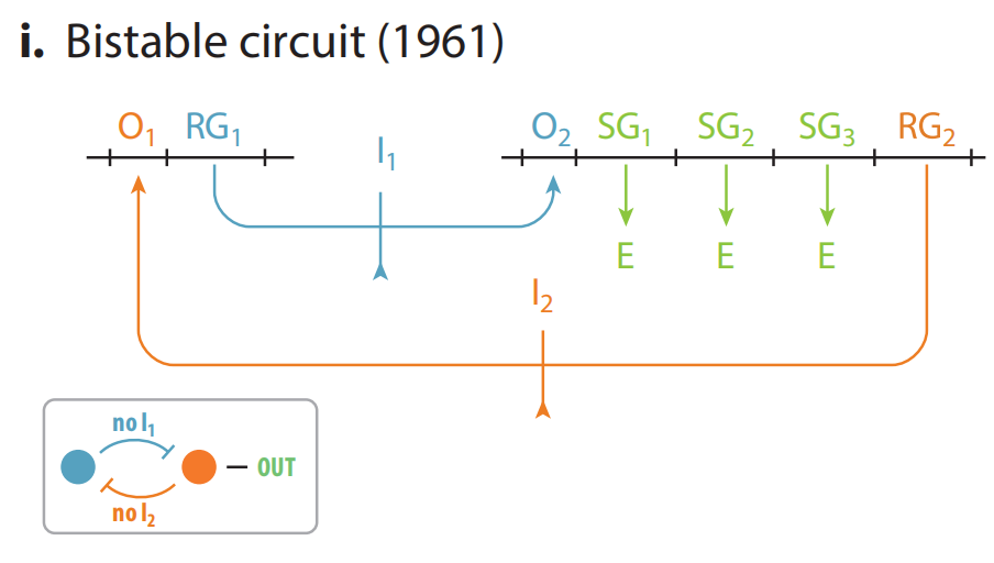 文献分享——Synthetic Biology Within the Operon Model and Beyond（1）