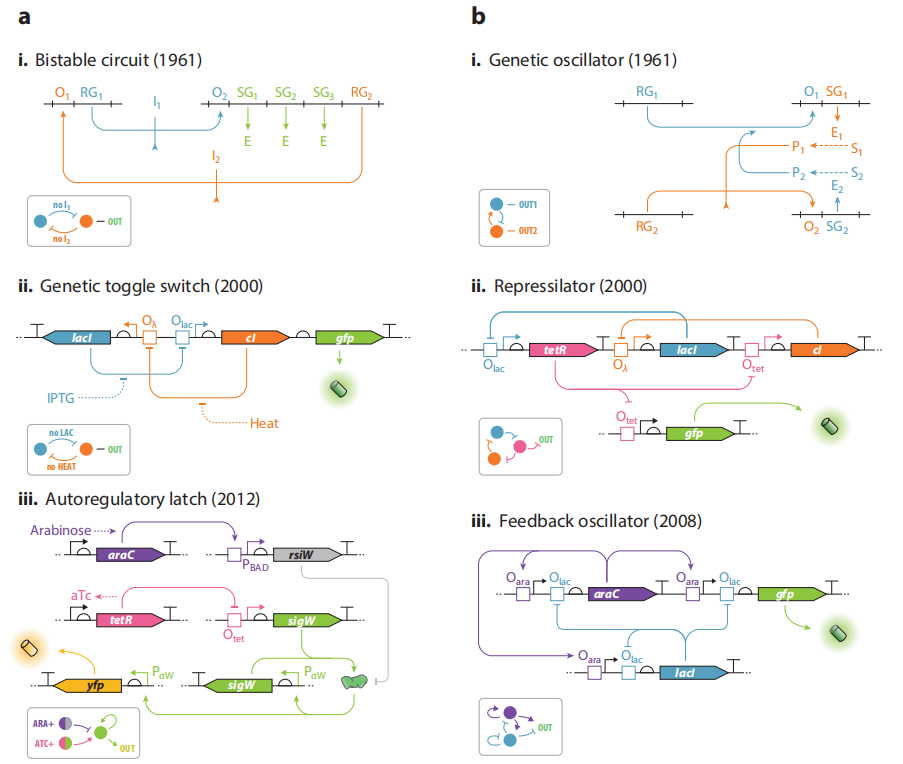 文献分享——Synthetic Biology Within the Operon Model and Beyond（1）