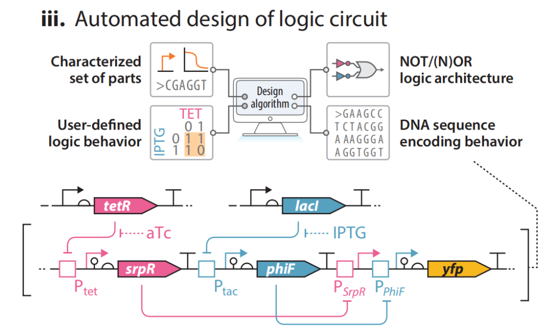 文献分享——Synthetic Biology Within the Operon Model and Beyond（1）