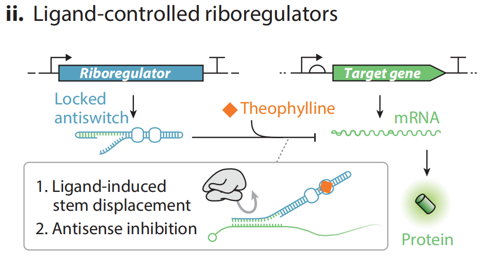 文献分享——Synthetic Biology Within the Operon Model and Beyond（1）