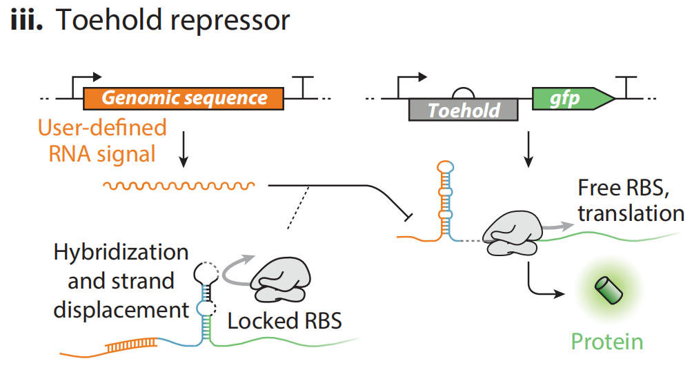 文献分享——Synthetic Biology Within the Operon Model and Beyond（1）