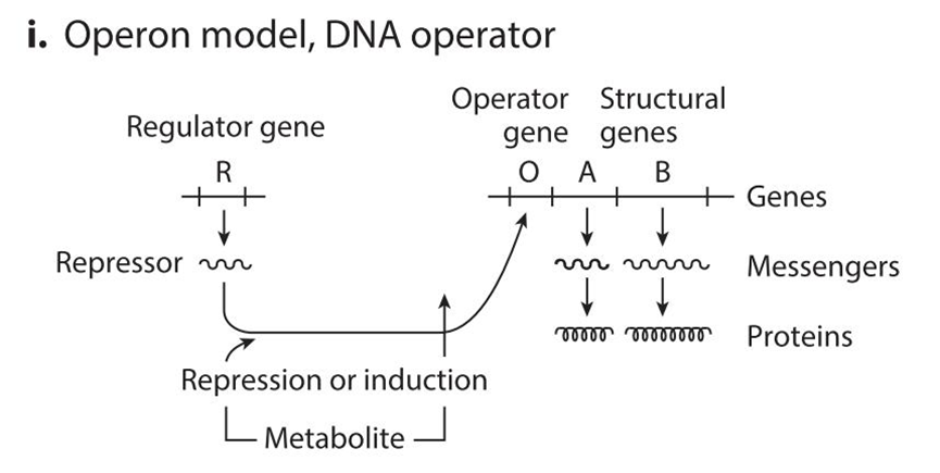 文献分享——Synthetic Biology Within the Operon Model and Beyond（2）