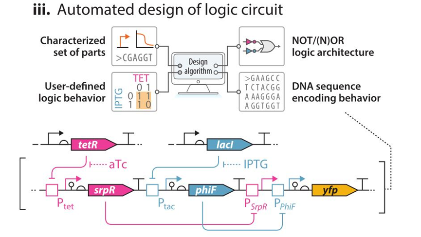 文献分享——Synthetic Biology Within the Operon Model and Beyond（2）