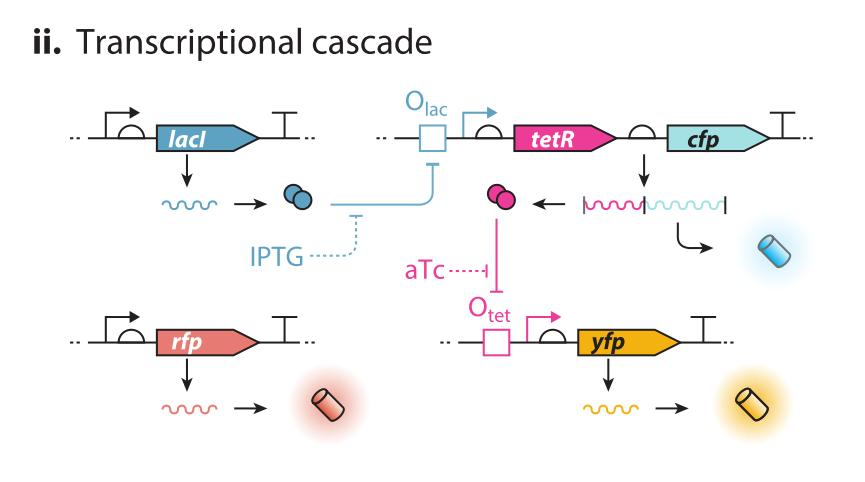 文献分享——Synthetic Biology Within the Operon Model and Beyond（2）