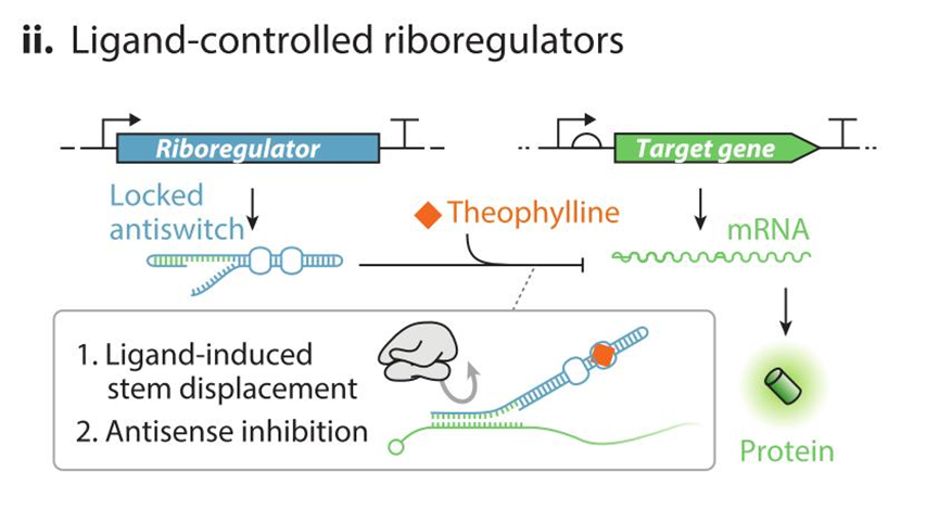 文献分享——Synthetic Biology Within the Operon Model and Beyond（2）