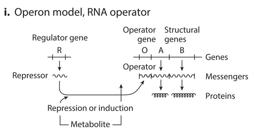 文献分享——Synthetic Biology Within the Operon Model and Beyond（2）