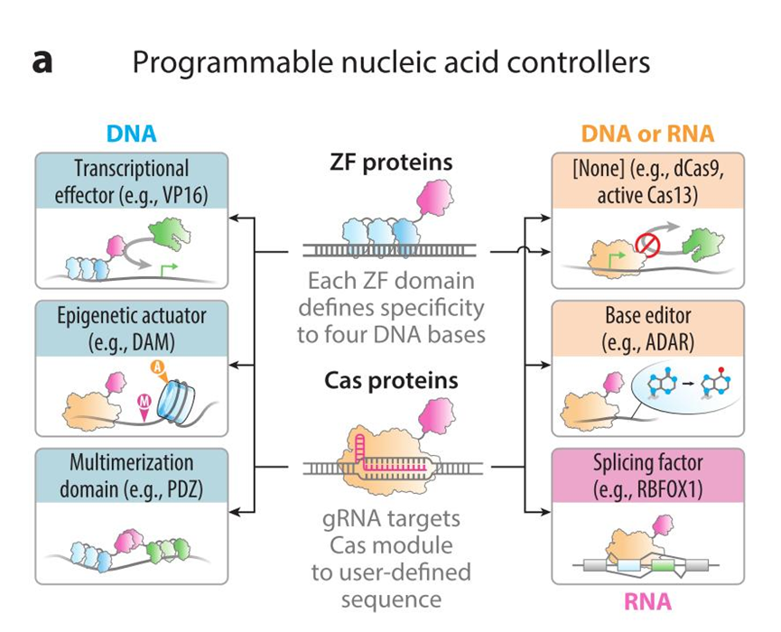 文献分享——Synthetic Biology Within the Operon Model and Beyond（2）