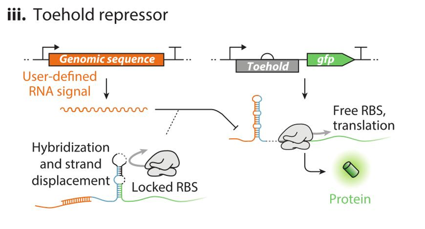 文献分享——Synthetic Biology Within the Operon Model and Beyond（2）