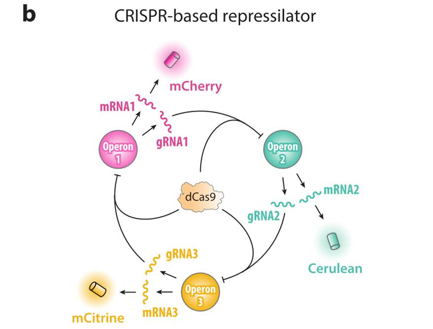 文献分享——Synthetic Biology Within the Operon Model and Beyond（2）