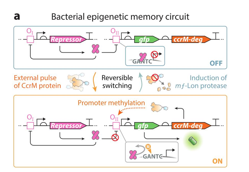 文献分享——Synthetic Biology Within the Operon Model and Beyond（2）