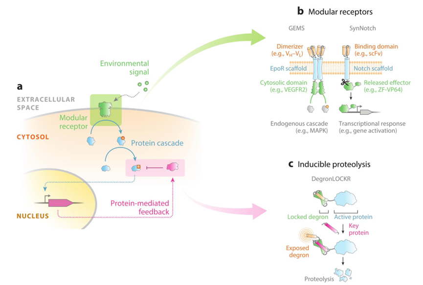 文献分享——Synthetic Biology Within the Operon Model and Beyond（2）