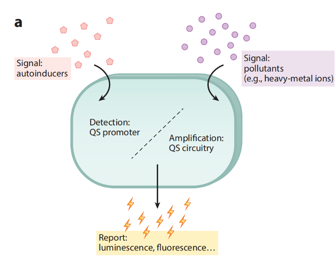 文献分享——Quorum Sensing Communication