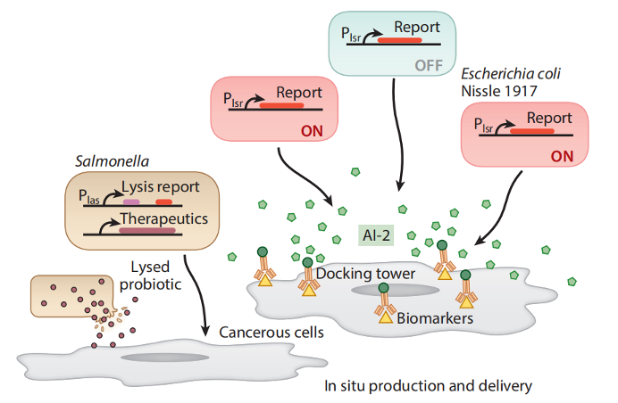 文献分享——Quorum Sensing Communication