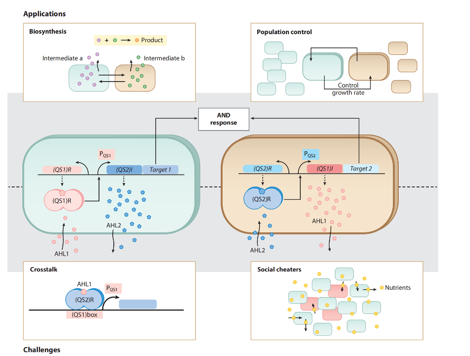 文献分享——Quorum Sensing Communication